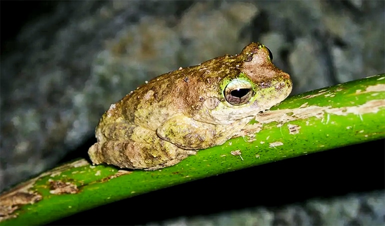 green-eyed tree frog