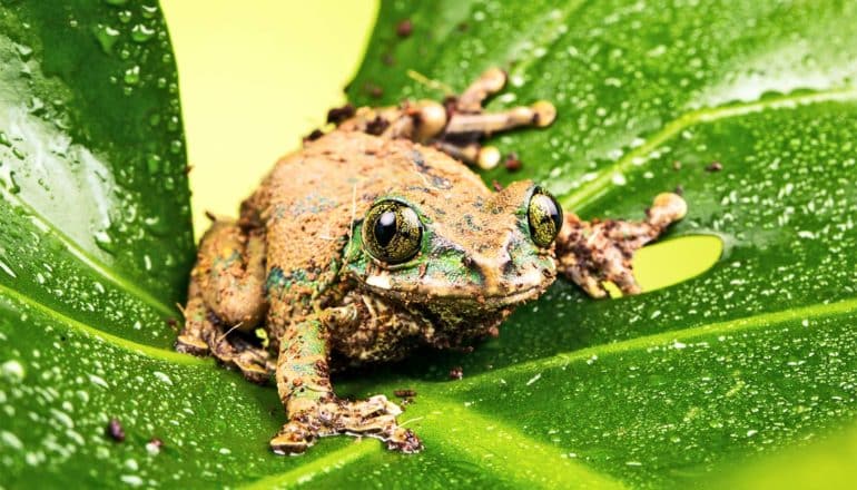 green-eyed tree frog