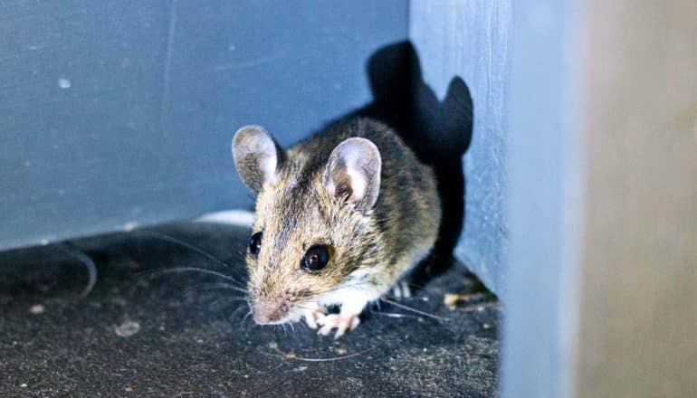 mouse with ear shadow