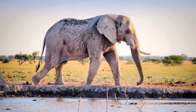 muddy elephant next to stream