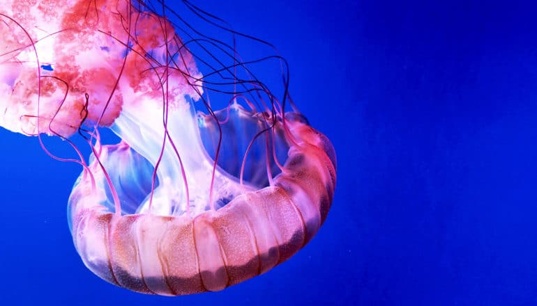 pink jellyfish