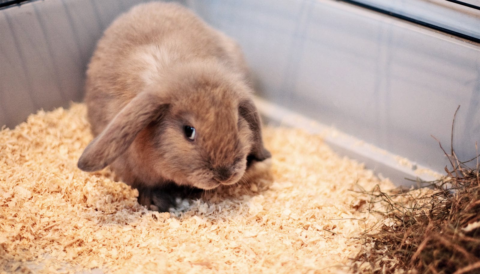 rabbit-in-cage_1600 - Futurity rabbit-in-cage_1600 - Futurity