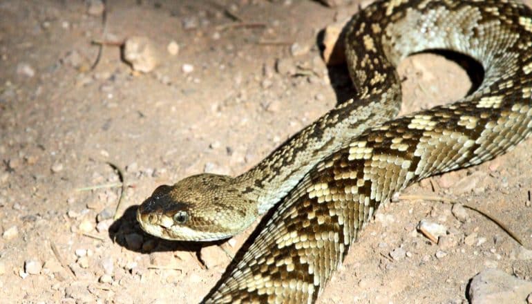 rattlesnake on the ground