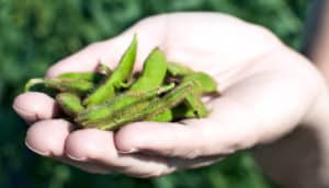 soybeans in hand (tariffs concept)