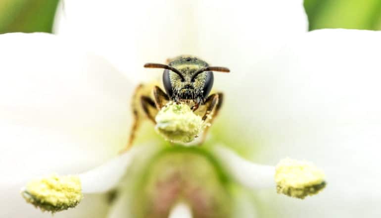 bee on stamen of white flower - Lasioglossum sweat bee