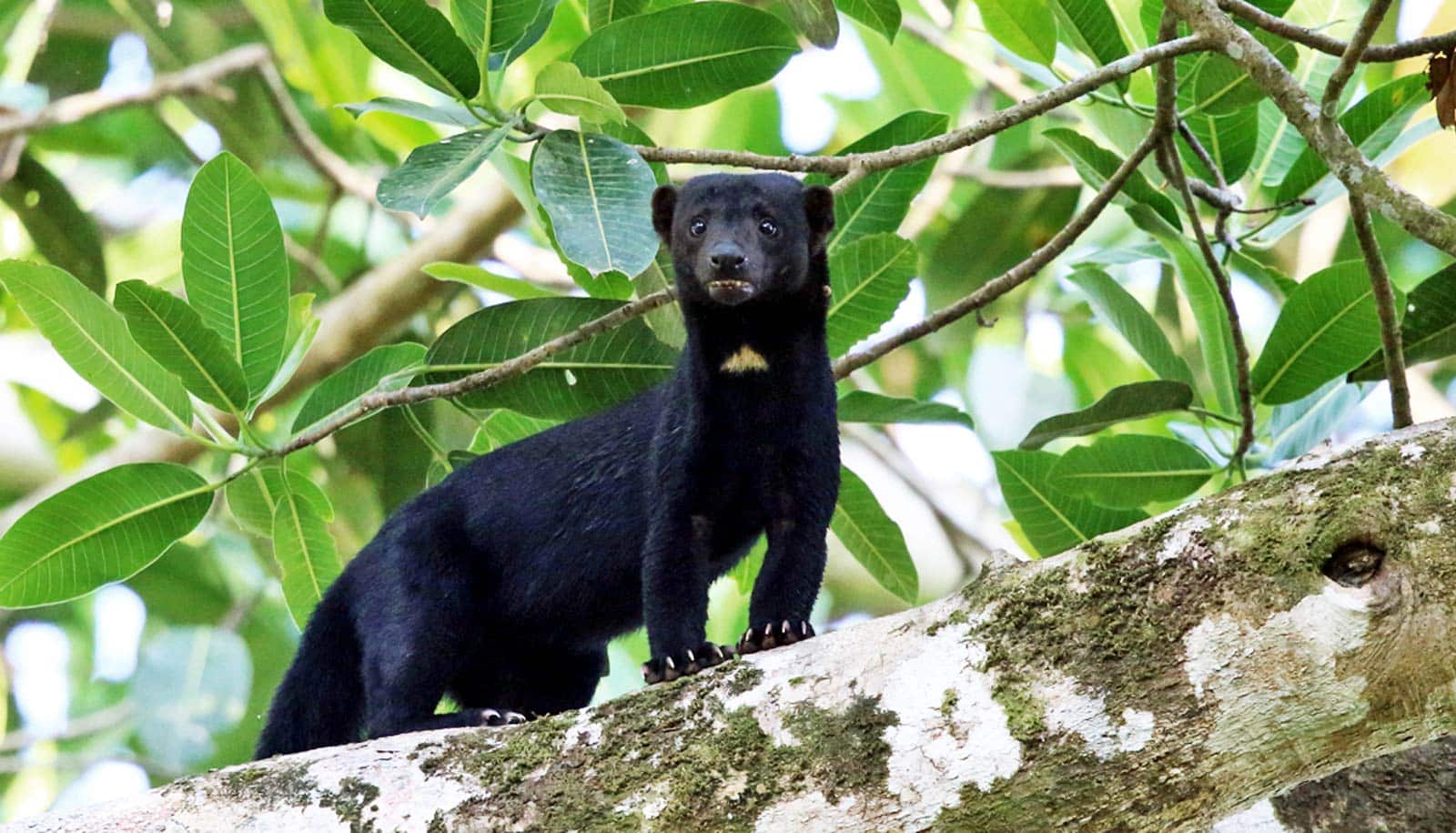 tayra - black weasel-ish creature