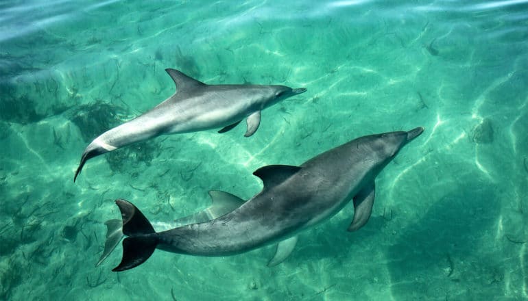 two dolphins