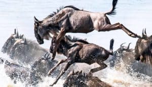 wildebeests in the water