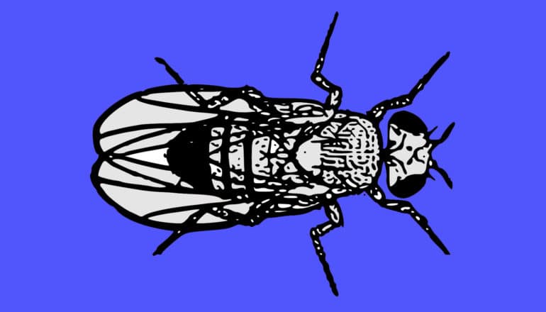 illustration of fruit fly on blue