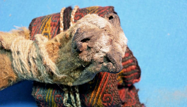 pouch made from three fox snouts