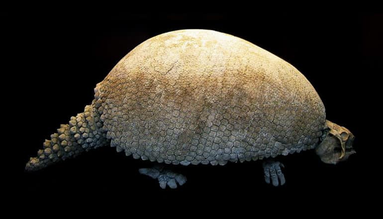 glyptodon asper - hadley circulation