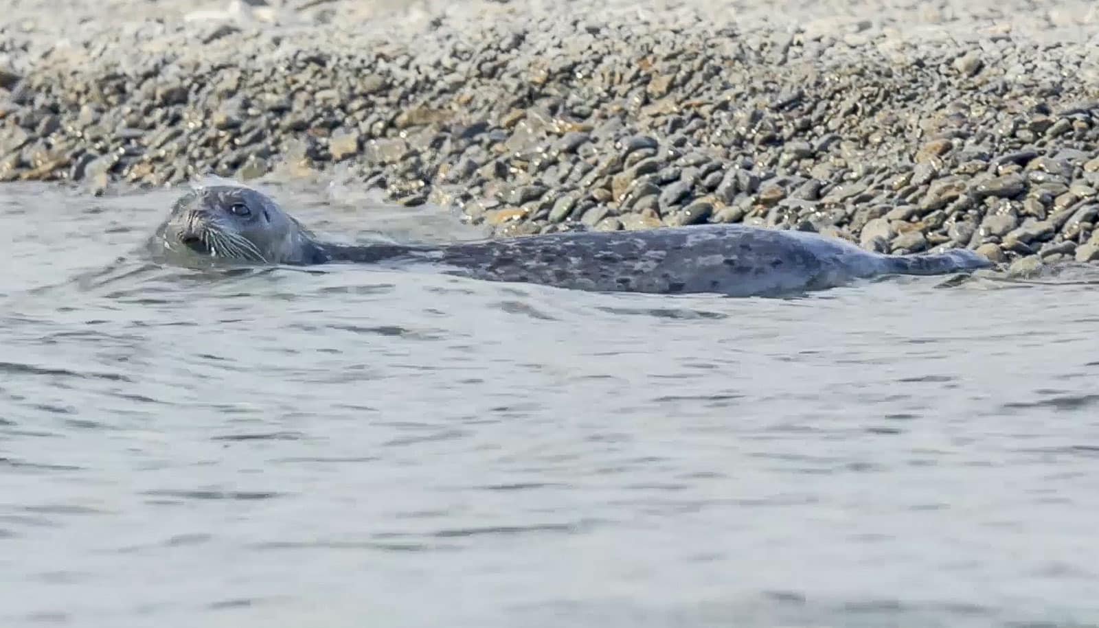 seal in water by gravel beach