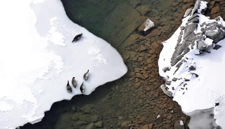 seals on ice of Iliamna Lake from above
