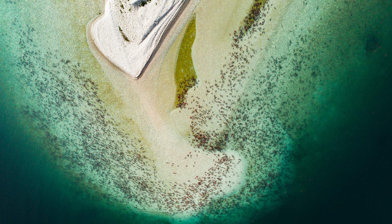 aerial photo of sockeye salmon spawning in Iliamna Lake