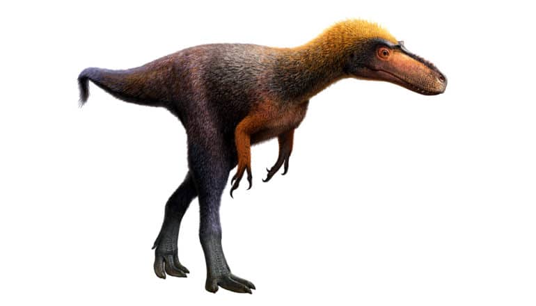 tyrannosaurus Suskityrannus hazelae -