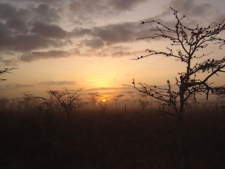 acacia trees at dawn or dusk