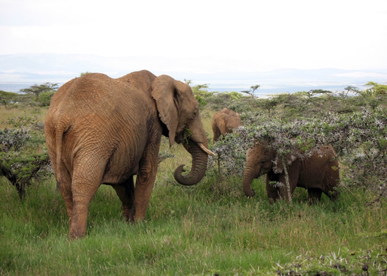 elephants and acacia trees on savanna