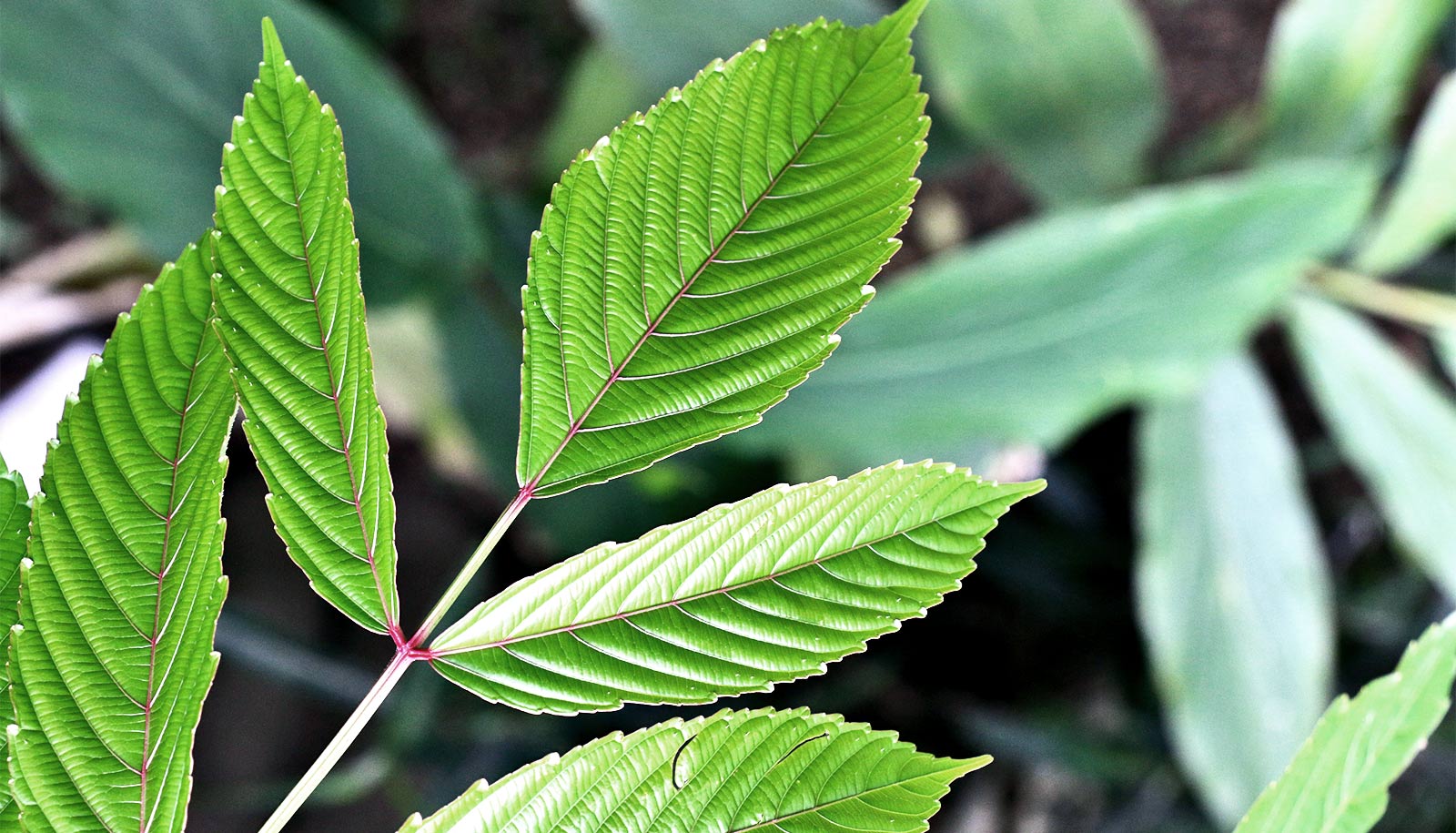 These medicinal plants put brakes on cancer growth - Futurity These medicinal plants put brakes on cancer growth - Futurity