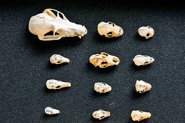 bat skulls