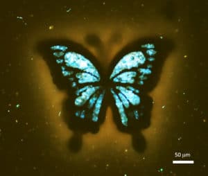 black carbon blue butterfly