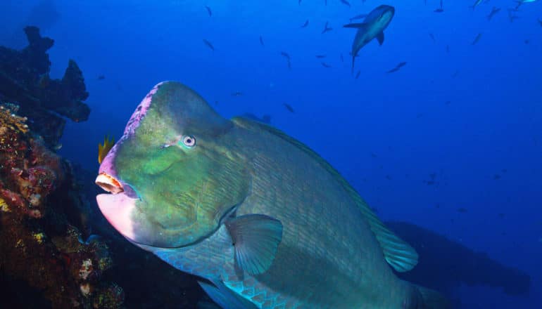 bumphead parrotfish