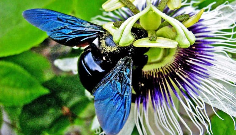 carpenter bee on flower