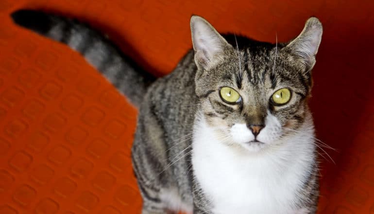 cat on red floor