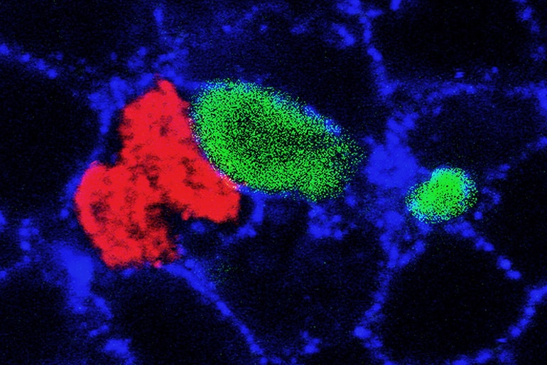 cell competition