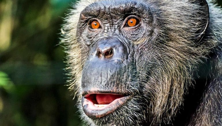 chimpanzee looking surprised (chimpanzees concept)
