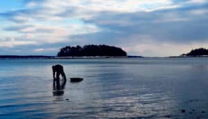maine clams - clammer on beach at sunrise