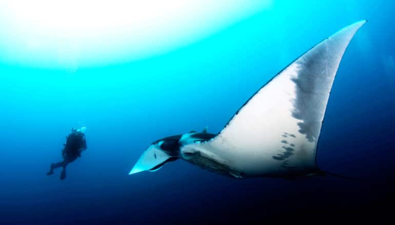diver and giant manta ray - giant devil ray