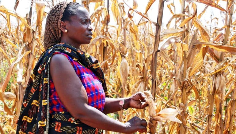 farmer in tanzania (conservation agriculture concept)