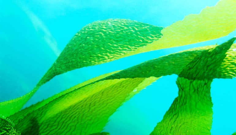 giant kelp leaves