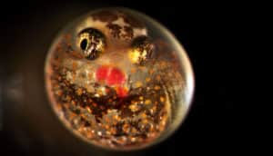 gulf killifish fish embryo on black