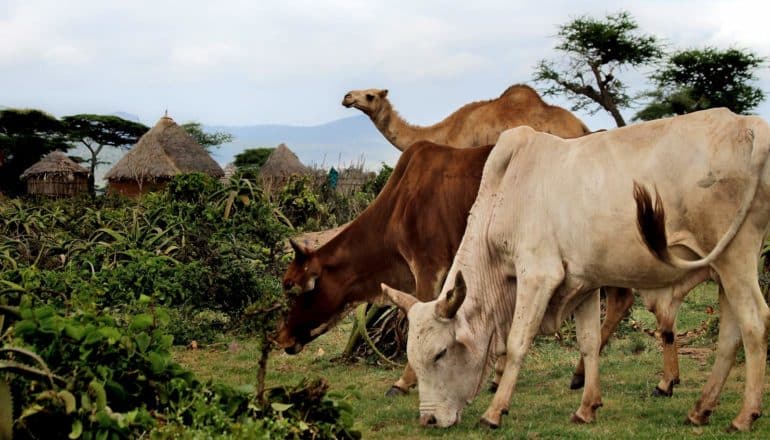 herding - cattle and camel near dwellings