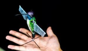 hummingbird robot