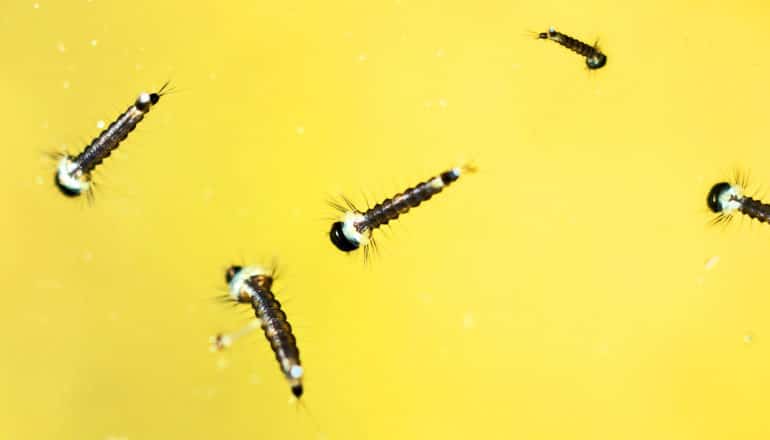 mosquito larvae in yellow water