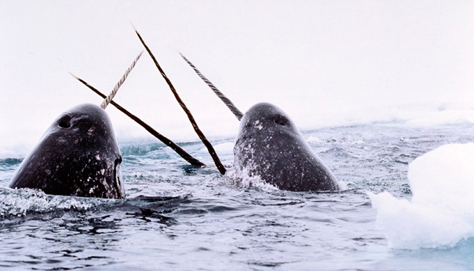 mushabelly narwhal medium 12