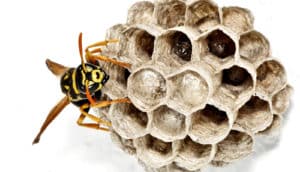 paper wasp on nest