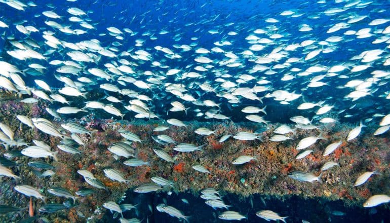 paxton reef