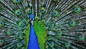 peacock tail feathers