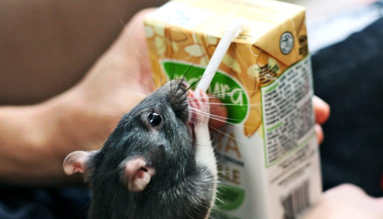 rat drinking from juice box