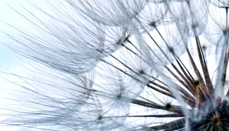 seeds super close-up