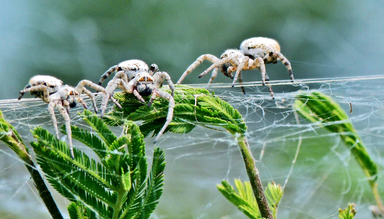 A picture of social spiders to better answer "Do Spiders Have Families?"