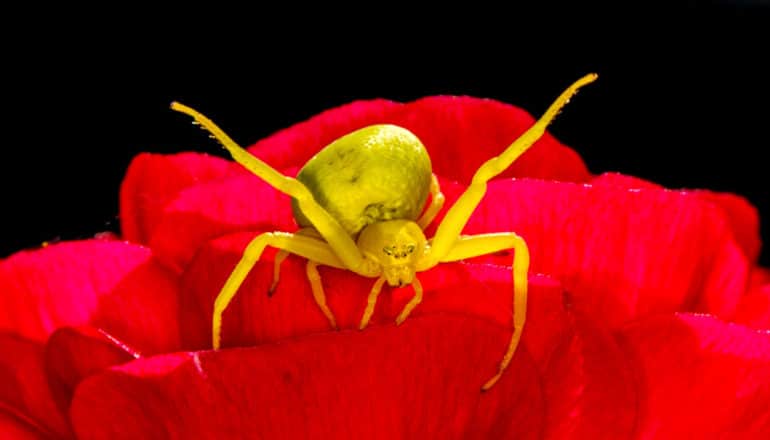 chartreuse spider on red flower