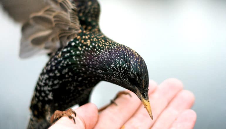 starling perches on edge of hand