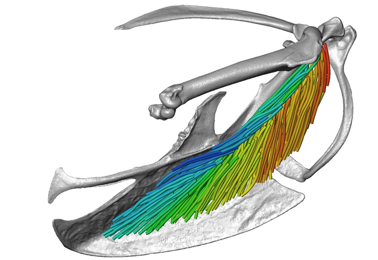 European starling pectoral muscle architecture