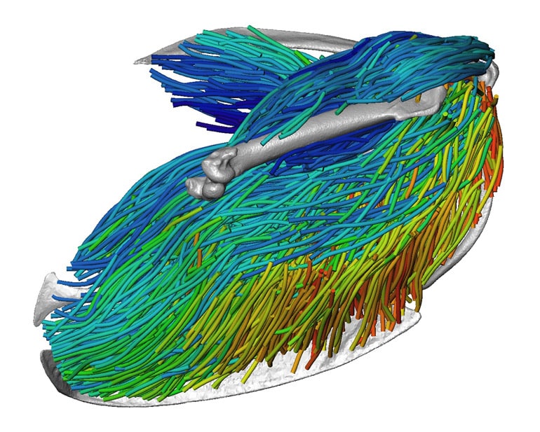 Pectoral and shoulder muscle architecture in a European starling