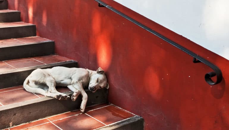 stray dog on red staircase - rocky mountain spotted fever