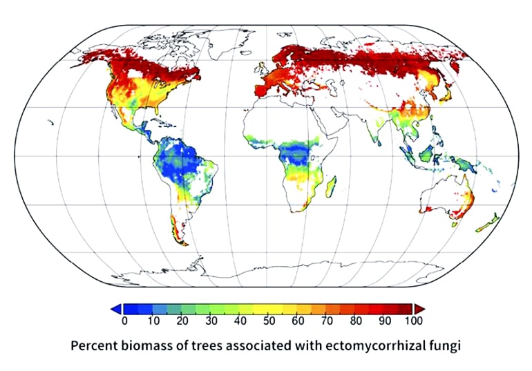 maps show the distribution of trees likely to associate with the three major types of symbiotic bacteria or fungi.